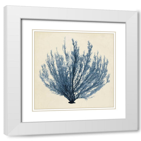 Coastal Seaweed III White Modern Wood Framed Art Print with Double Matting by Vision Studio