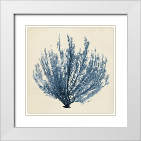 Coastal Seaweed III White Modern Wood Framed Art Print with Double Matting by Vision Studio