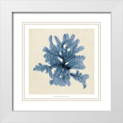 Coastal Seaweed IV White Modern Wood Framed Art Print with Double Matting by Vision Studio