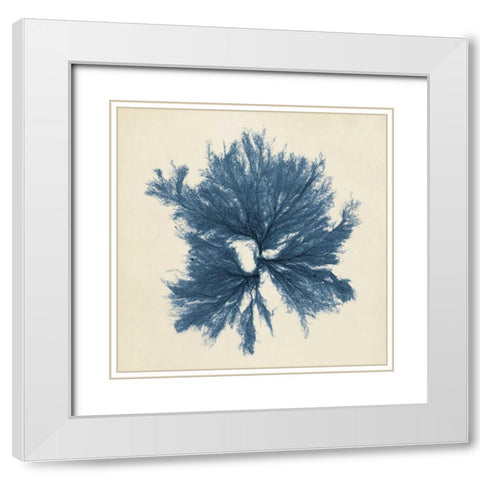 Coastal Seaweed V White Modern Wood Framed Art Print with Double Matting by Vision Studio