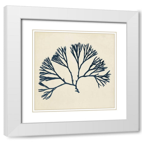 Coastal Seaweed VI White Modern Wood Framed Art Print with Double Matting by Vision Studio
