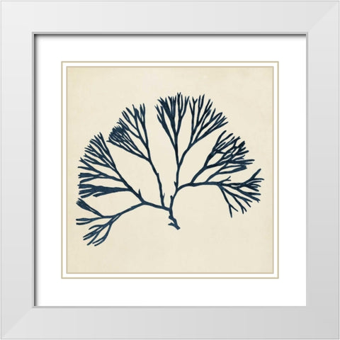 Coastal Seaweed VI White Modern Wood Framed Art Print with Double Matting by Vision Studio