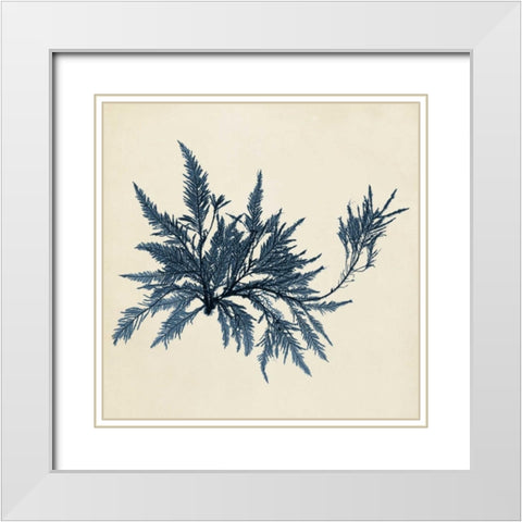 Coastal Seaweed VII White Modern Wood Framed Art Print with Double Matting by Vision Studio