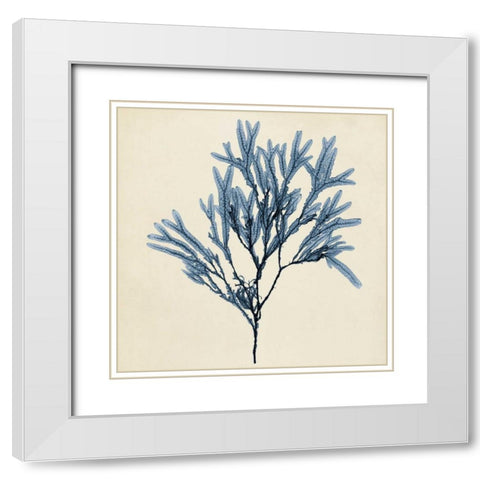 Coastal Seaweed VIII White Modern Wood Framed Art Print with Double Matting by Vision Studio