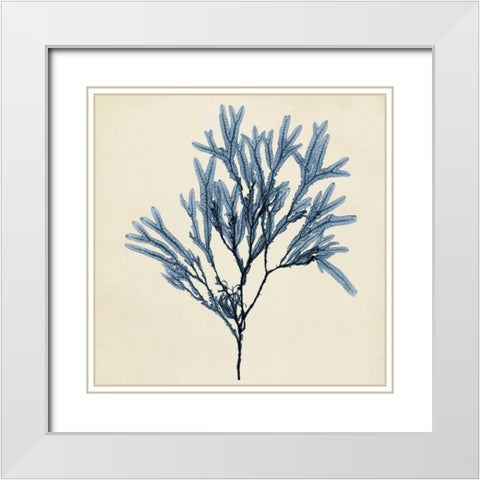 Coastal Seaweed VIII White Modern Wood Framed Art Print with Double Matting by Vision Studio