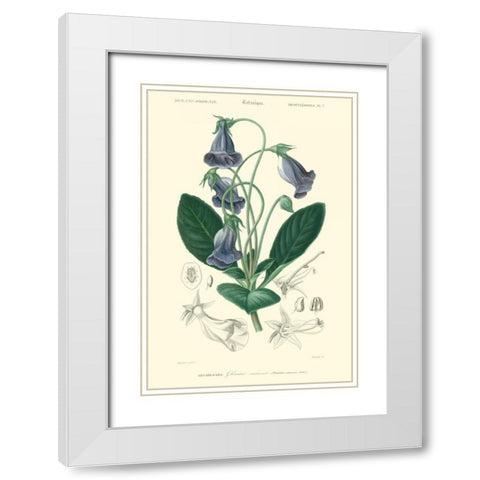 Embellished Floral Botanique I White Modern Wood Framed Art Print with Double Matting by DOrbigny, N.Charles