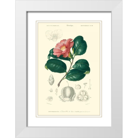 Embellished Floral Botanique II White Modern Wood Framed Art Print with Double Matting by DOrbigny, N.Charles