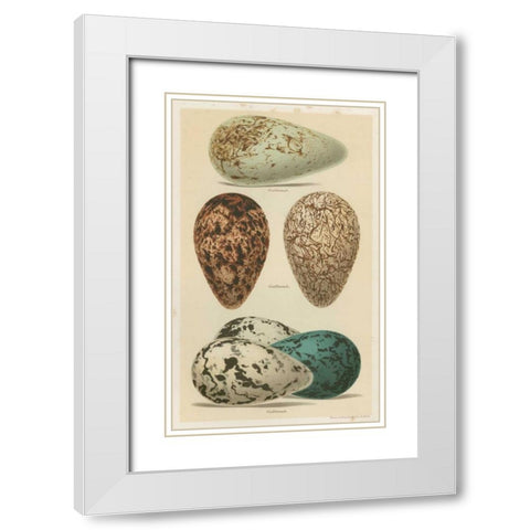 Antique Bird Egg Study I White Modern Wood Framed Art Print with Double Matting by Seehohm, Henry