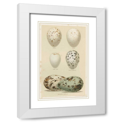 Antique Bird Egg Study II White Modern Wood Framed Art Print with Double Matting by Seehohm, Henry