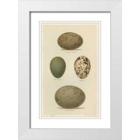 Antique Bird Egg Study V White Modern Wood Framed Art Print with Double Matting by Seehohm, Henry