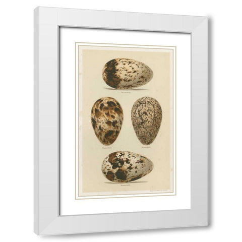Antique Bird Egg Study VI White Modern Wood Framed Art Print with Double Matting by Seehohm, Henry
