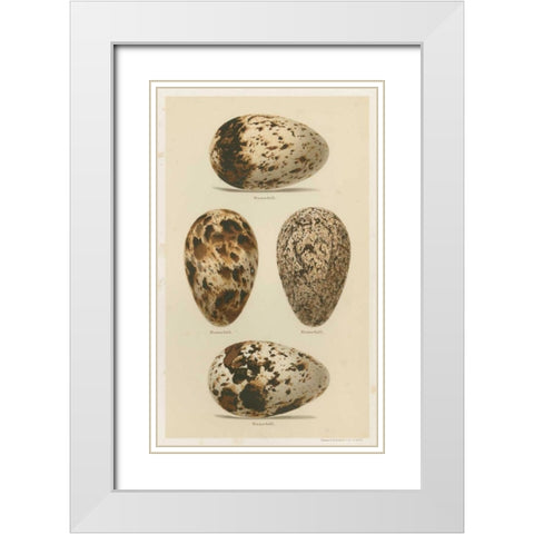 Antique Bird Egg Study VI White Modern Wood Framed Art Print with Double Matting by Seehohm, Henry