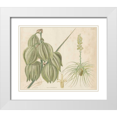Tropical Curtis Botanical I White Modern Wood Framed Art Print with Double Matting by Curtis