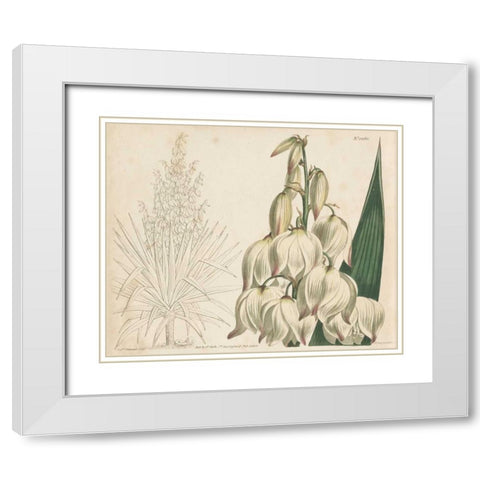 Tropical Curtis Botanical II White Modern Wood Framed Art Print with Double Matting by Curtis