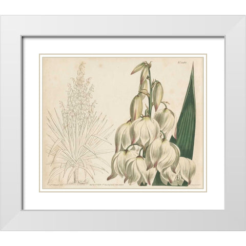 Tropical Curtis Botanical II White Modern Wood Framed Art Print with Double Matting by Curtis