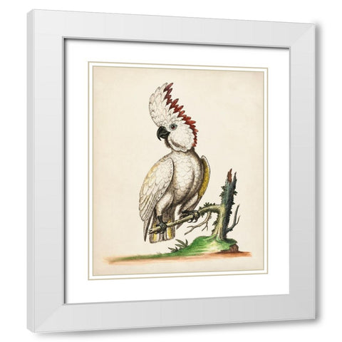 Edwards Cockatoo White Modern Wood Framed Art Print with Double Matting by George Edwards