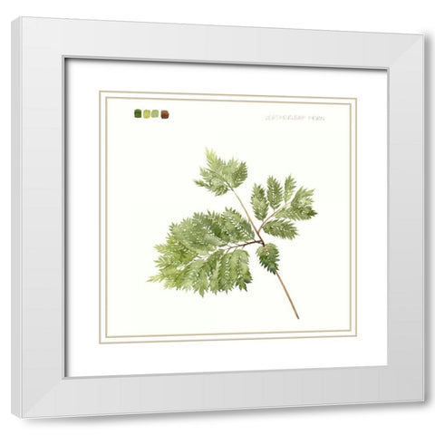Watercolor Leaf Study II White Modern Wood Framed Art Print with Double Matting by Popp, Grace