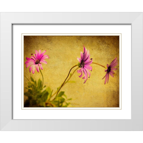 Fuchsia Daisy I White Modern Wood Framed Art Print with Double Matting by Malek, Honey