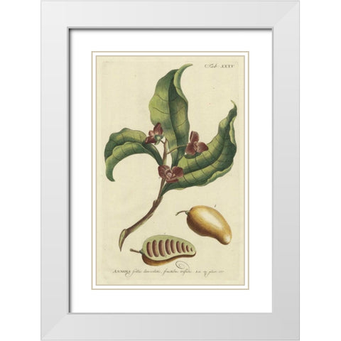 Miller Foliage and Fruit II White Modern Wood Framed Art Print with Double Matting by Miller, Dianne