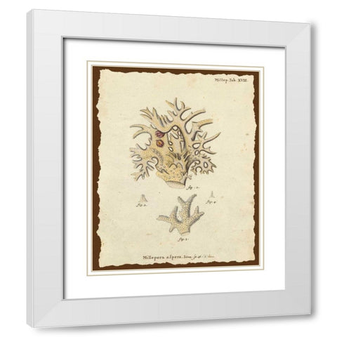 Natura Coral VI White Modern Wood Framed Art Print with Double Matting by Esper, Johann