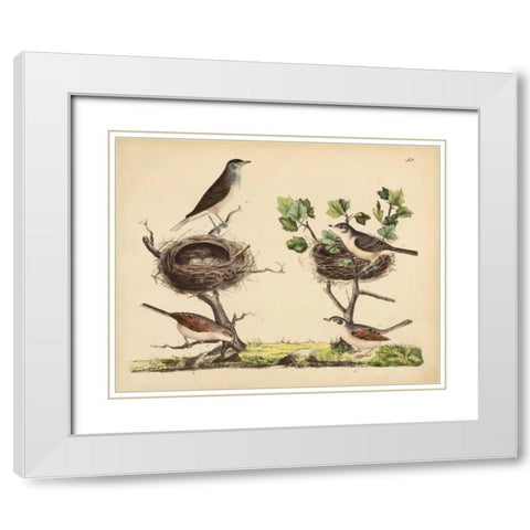 Wrens, Warblers and Nests I White Modern Wood Framed Art Print with Double Matting by Strack, Friedrich