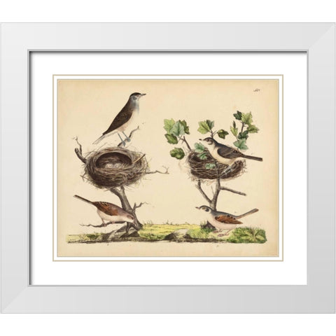 Wrens, Warblers and Nests I White Modern Wood Framed Art Print with Double Matting by Strack, Friedrich