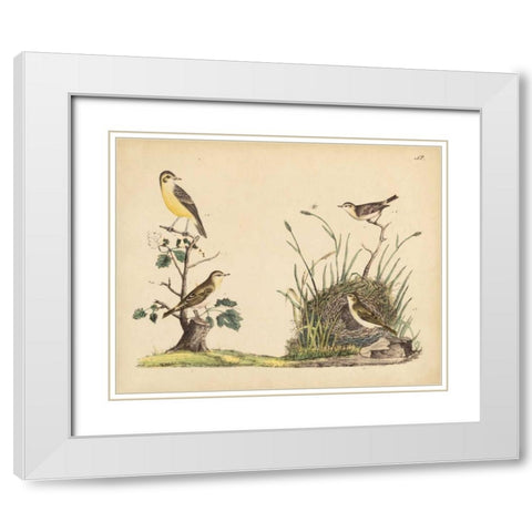 Wrens, Warblers and Nests II White Modern Wood Framed Art Print with Double Matting by Strack, Friedrich