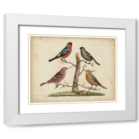 Bull Finches White Modern Wood Framed Art Print with Double Matting by Strack, Friedrich
