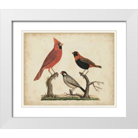Cardinal and Grosbeak White Modern Wood Framed Art Print with Double Matting by Strack, Friedrich
