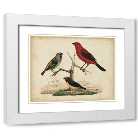 Red and Green Tanager White Modern Wood Framed Art Print with Double Matting by Strack, Friedrich