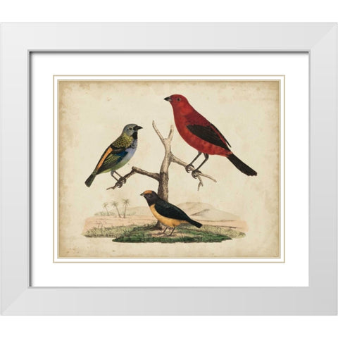 Red and Green Tanager White Modern Wood Framed Art Print with Double Matting by Strack, Friedrich