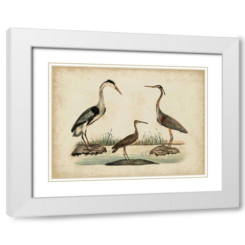 Common Heron and Crested Purple Heron White Modern Wood Framed Art Print with Double Matting by Strack, Friedrich