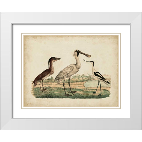 Avocet and Boat-Billed Heron White Modern Wood Framed Art Print with Double Matting by Strack, Friedrich