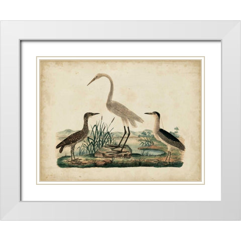 Great White Heron and Night Heron White Modern Wood Framed Art Print with Double Matting by Strack, Friedrich