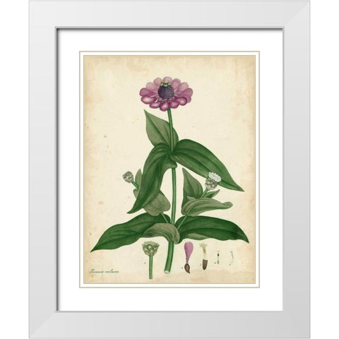 Antique Zinnia White Modern Wood Framed Art Print with Double Matting by Andrews, Henry