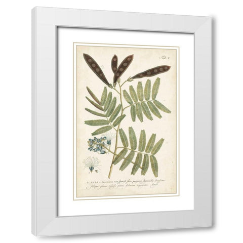 Miller Ferns I White Modern Wood Framed Art Print with Double Matting by Miller, Dianne
