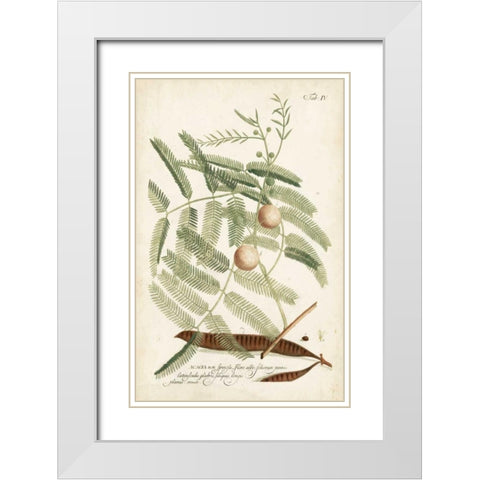 Miller Ferns II White Modern Wood Framed Art Print with Double Matting by Miller, Dianne