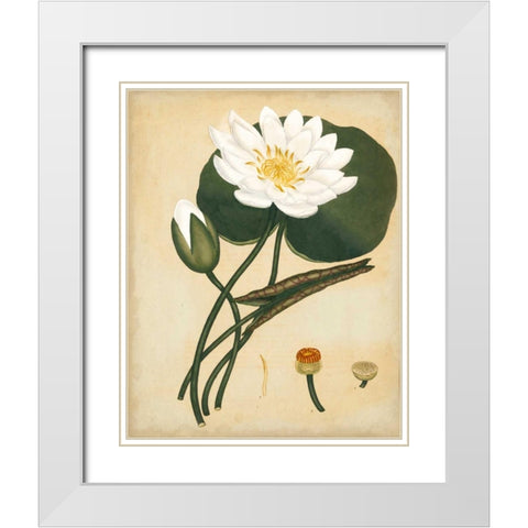 White Water Lily White Modern Wood Framed Art Print with Double Matting by Andrews, Henry