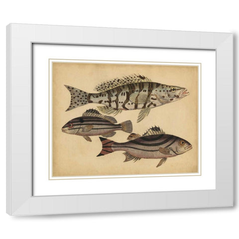 Species of Fish I White Modern Wood Framed Art Print with Double Matting by Strack, Friedrich