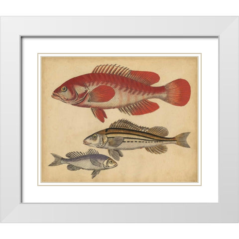 Species of Fish II White Modern Wood Framed Art Print with Double Matting by Strack, Friedrich