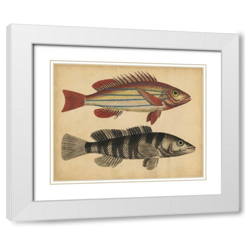Species of Fish III White Modern Wood Framed Art Print with Double Matting by Strack, Friedrich
