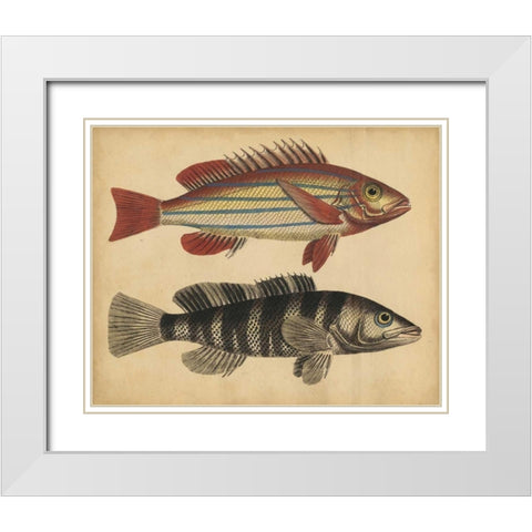 Species of Fish III White Modern Wood Framed Art Print with Double Matting by Strack, Friedrich