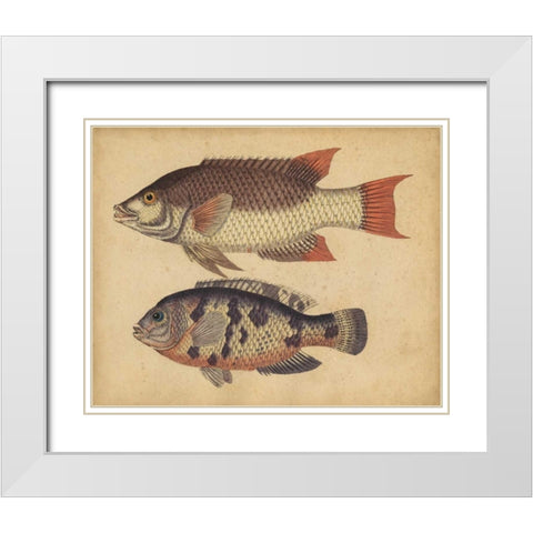 Species of Fish IV White Modern Wood Framed Art Print with Double Matting by Strack, Friedrich