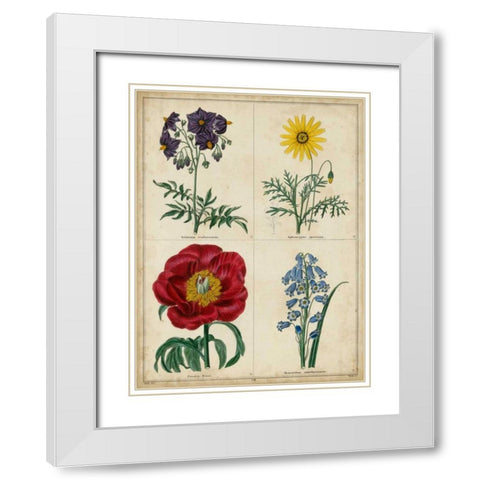 Botanical Grid I White Modern Wood Framed Art Print with Double Matting by Maund, Benjamin