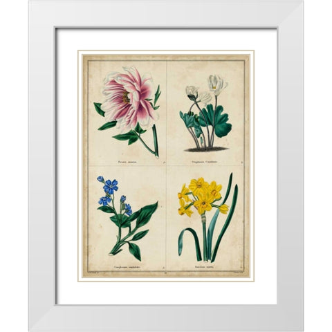 Botanical Grid II White Modern Wood Framed Art Print with Double Matting by Maund, Benjamin