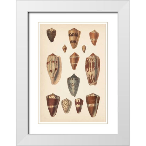 Antique Cone Shells II White Modern Wood Framed Art Print with Double Matting by Unknown