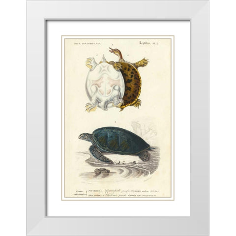 Antique Turtle Duo I White Modern Wood Framed Art Print with Double Matting by Oudart
