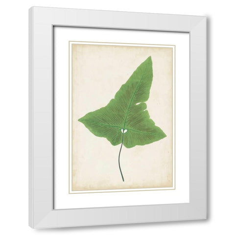 Fern Family I White Modern Wood Framed Art Print with Double Matting by Lowe