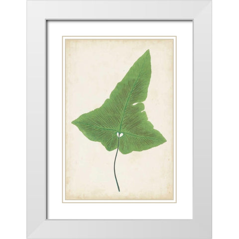 Fern Family I White Modern Wood Framed Art Print with Double Matting by Lowe