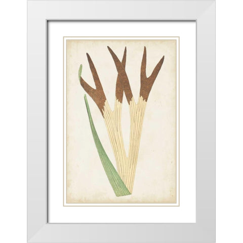 Fern Family II White Modern Wood Framed Art Print with Double Matting by Lowe